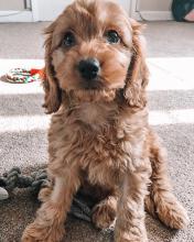 Puppies for sale other breed, cockapoo - United Kingdom, Cambridge