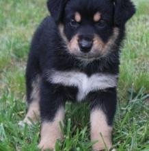 Puppies for sale german shepherd dog - Kazakhstan, Kyzylorda. Price 500 €
