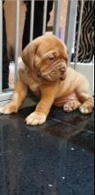 Puppies for sale other breed, dogue de bordeaux - United Kingdom, Liverpool
