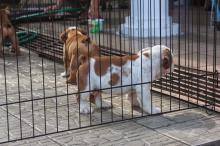 Puppies for sale english bulldog - Hungary, Szeged