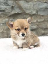 Puppies for sale other breed, pembroke welsh corgi - Netherlands, Amsterdam