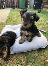 Puppies for sale yorkshire terrier - USA, Maine. Price 605 $