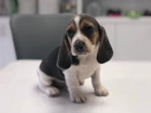 Puppies for sale beagle - Denmark, Aarhus