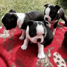 Puppies for sale boston terrier - Netherlands, Utrecht