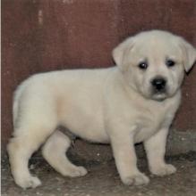 Puppies for sale labrador retriever - Romania, Bucharest