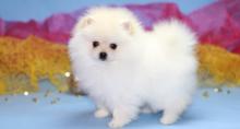 Puppies for sale pomeranian spitz - United Kingdom, Cardiff