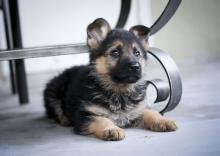 Puppies for sale german shepherd dog - Ireland, Dublin