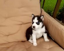 Puppies for sale haski - Ireland, Dublin