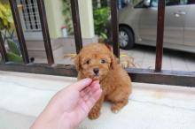Puppies for sale toy-poodle - Sweden, Norcheping