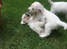 Puppies for sale golden retriever - Ireland, Dublin