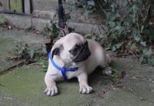Puppies for sale pug - Ireland, Dublin