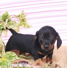 Puppies for sale dachshund - Bulgaria, Sofia