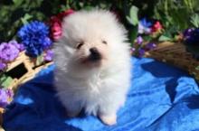 Puppies for sale pomeranian spitz - Finland, Alajarvi