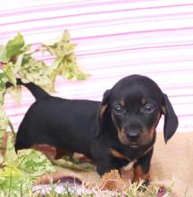 Puppies for sale dachshund - Italy, Naples