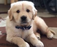 Puppies for sale golden retriever, 00237652018510 - Armenia, Armenia. Price 210 €