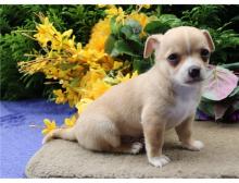 Puppies for sale chihuahua - Ireland, Dublin