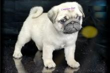 Puppies for sale pug - Ireland, Cork