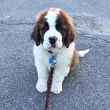 Puppies for sale other breed, saint bernard - United Kingdom, Portsmouth