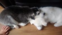 Puppies for sale other breed, siberian husky - United Kingdom, Harlow