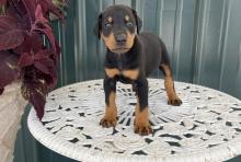 Puppies for sale doberman - United Kingdom, Liverpool