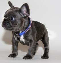 Puppies for sale french bulldog - Hungary, Debrecen. Price 155 €