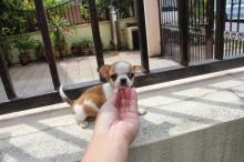 Puppies for sale chihuahua - Lithuania, Vilnius