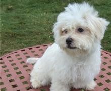 Puppies for sale maltese - Ireland, Dublin
