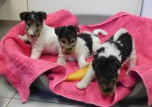 Puppies for sale other breed, foxer terrier - Greece, Athens