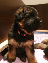 Puppies for sale german dog - United Kingdom, Cardiff
