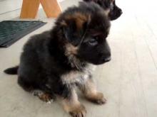 Puppies for sale german shepherd dog - Russia, St. Petersburg