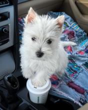 Puppies for sale west highland white terrier - United Kingdom, St. Helens