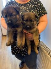 Puppies for sale german dog - United Kingdom, Bristol