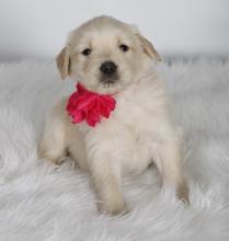 Puppies for sale golden retriever - Georgia, Zugdidi