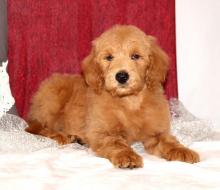 Puppies for sale mixed breed, goldendoodle - Greece, Athens