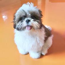 Puppies for sale shih tzu - United Kingdom, Colchester