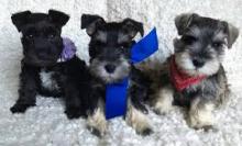 Puppies for sale , schnauzer - Ireland, Cork. Price 10 €