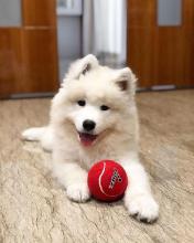 Puppies for sale samoyed dog (samoyed) - United Kingdom, Aberdeen