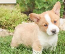 Puppies for sale , welsh corgi pembroke - Ireland, Cork
