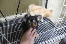 Puppies for sale chihuahua - Finland, Helsinki
