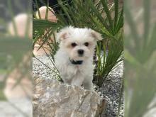 Puppies for sale maltese - Greece, Athens