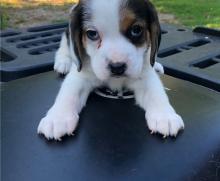 Puppies for sale beagle - Ireland, Dublin