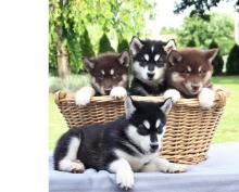 Puppies for sale other breed, alaskan malamute - Greece, Piraeus