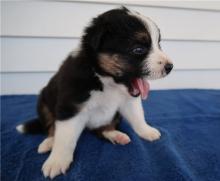 Puppies for sale australian shepherd - Netherlands, Amsterdam