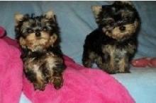 Puppies for sale yorkshire terrier - Greece, Thessaloniki