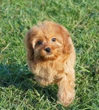 Puppies for sale , cockapoo - Ireland, Cork