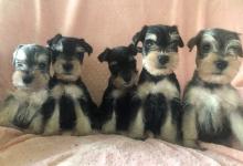 Puppies for sale other breed, miniature schnauzer - USA, Alaska. Price 500 $