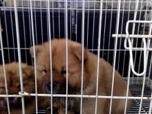 Puppies for sale chow chow - Finland, Helsinki