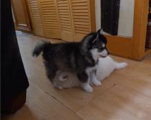 Puppies for sale , pomsky - Ireland, Dublin
