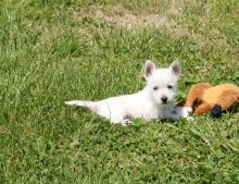 Puppies for sale west highland white terrier - Malta, Valletta