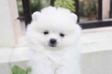 Puppies for sale pomeranian spitz - Finland, Helsinki